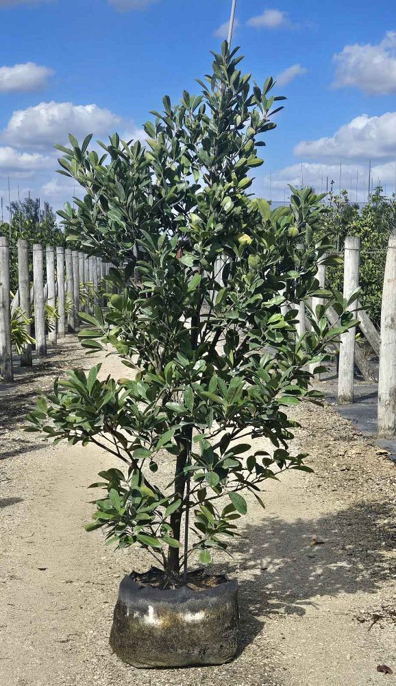 eugenia-brasiliensis-grumichama-brazil-cherry