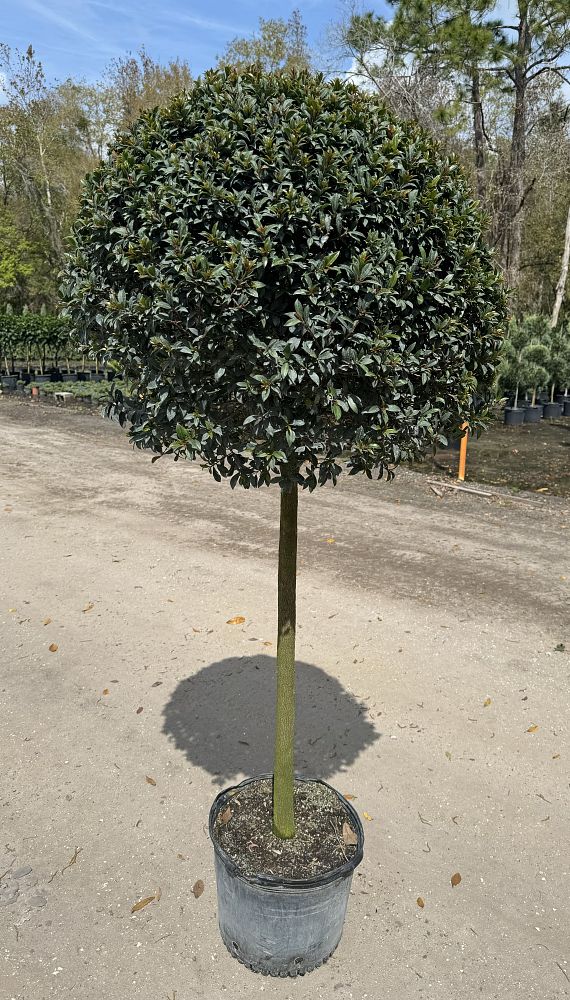 eugenia-compacta-topiary-1-ball