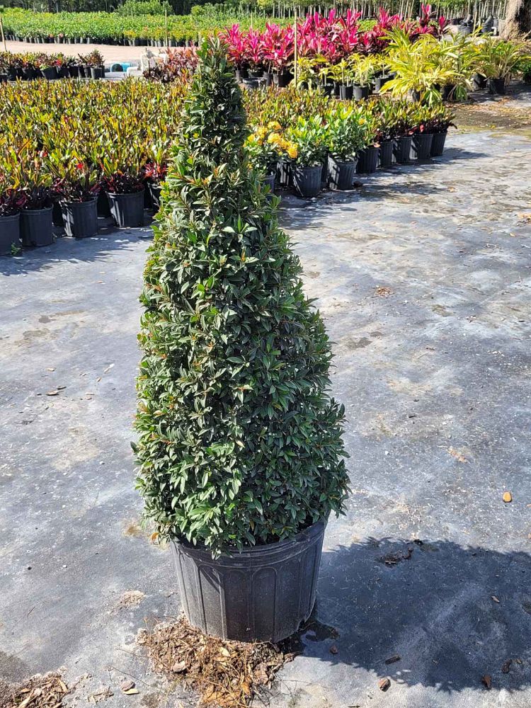 eugenia-compacta-topiary-cone