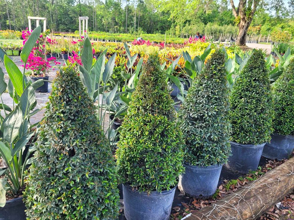 eugenia-compacta-topiary-cone