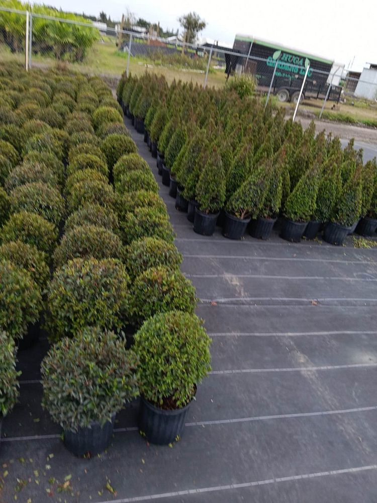 eugenia-compacta-topiary-cone