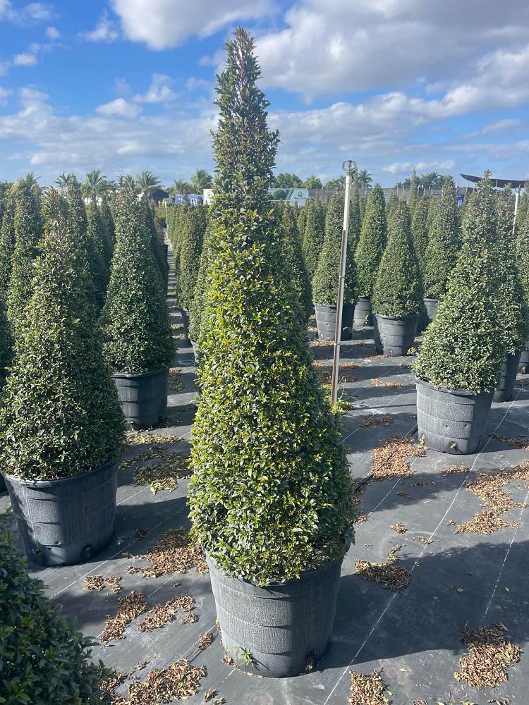 eugenia-compacta-topiary-cone
