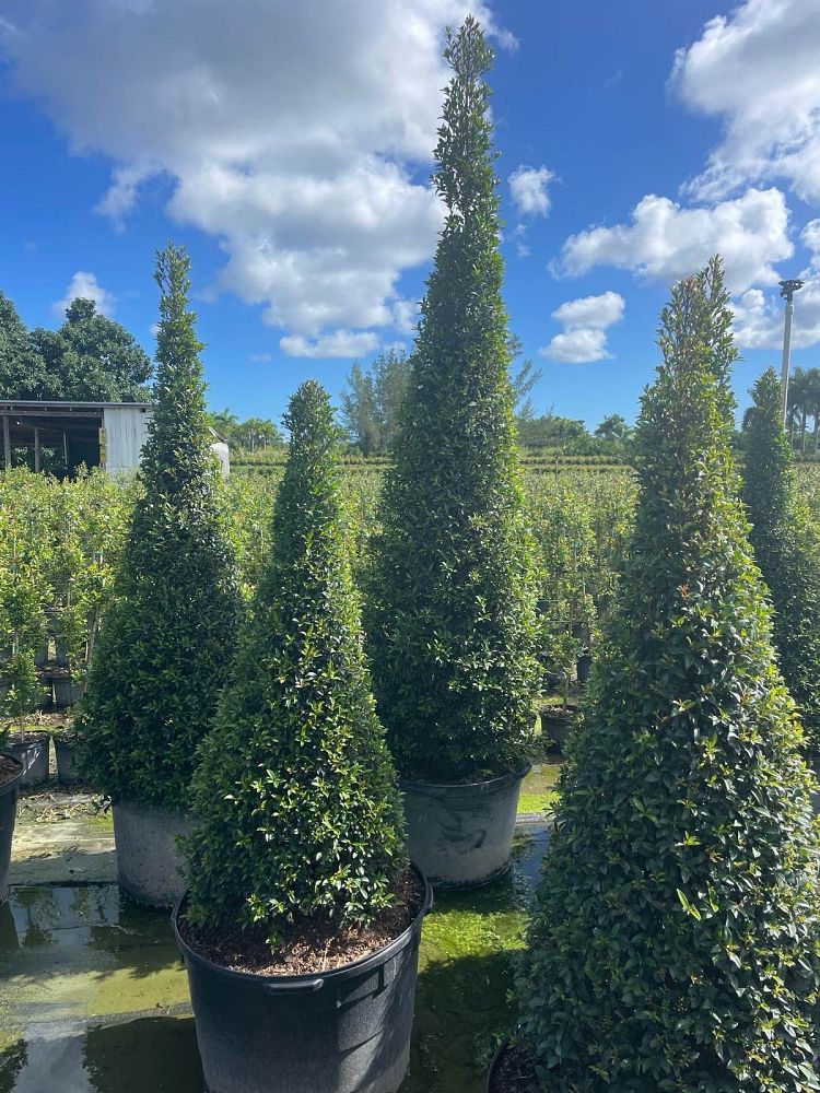 eugenia-compacta-topiary-cone