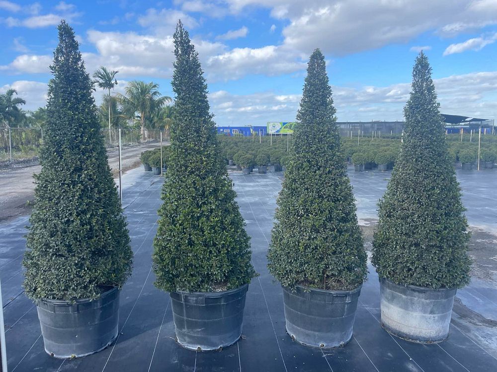 eugenia-compacta-topiary-cone