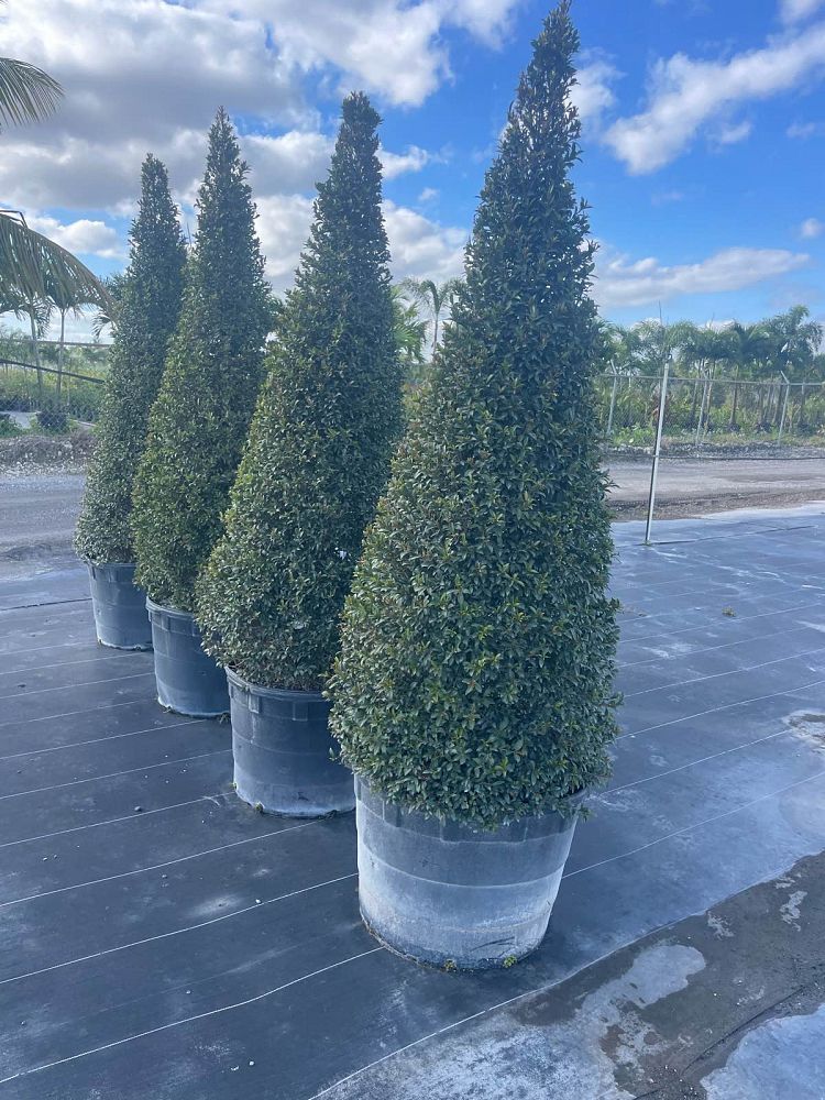 eugenia-compacta-topiary-cone