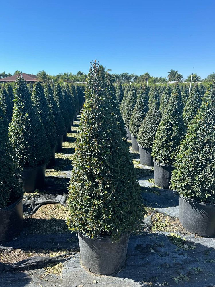 eugenia-compacta-topiary-cone