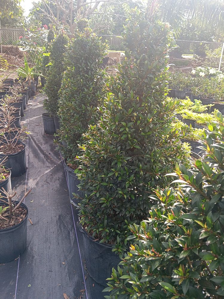 eugenia-compacta-topiary-cone