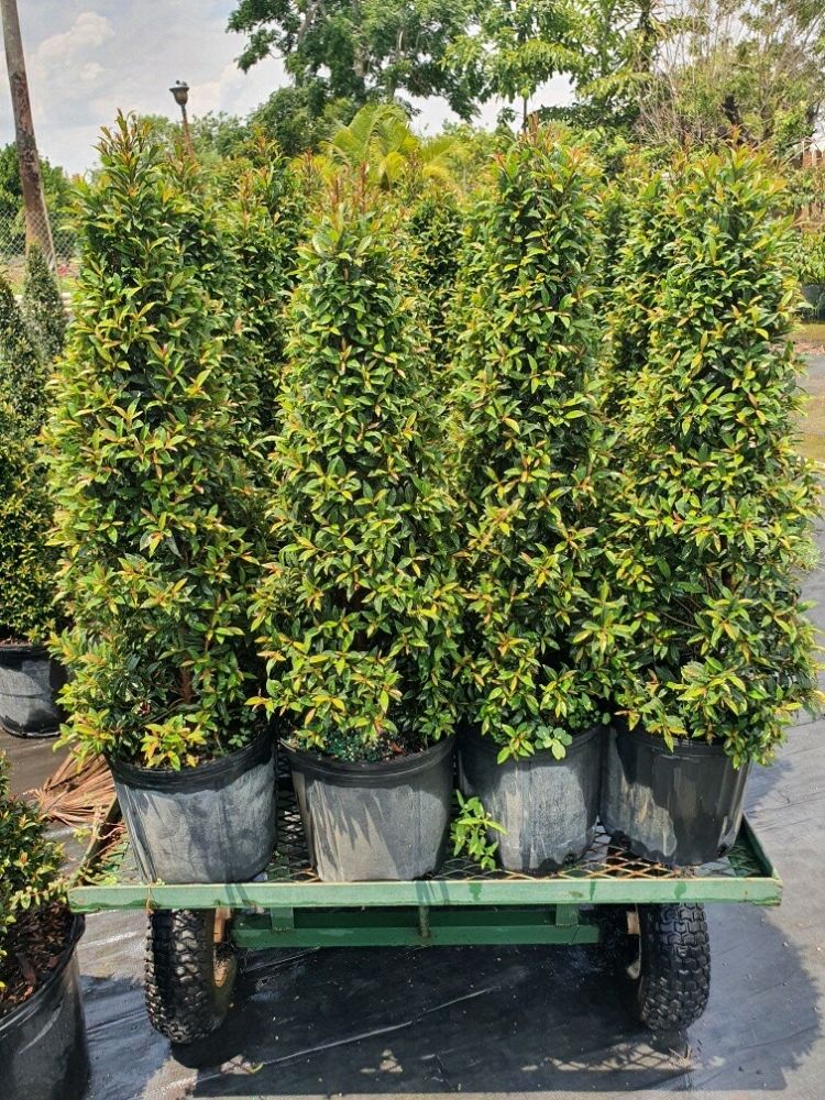 eugenia-compacta-topiary-cone