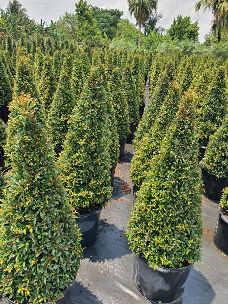 eugenia-compacta-topiary-cone