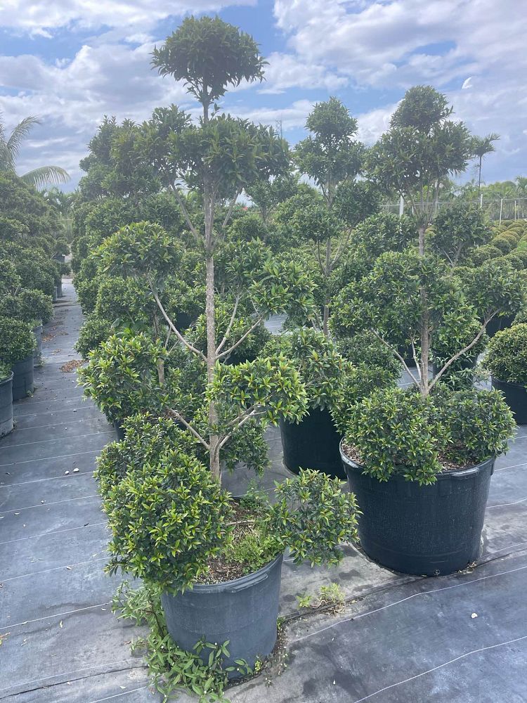 eugenia-compacta-topiary-pom-pom