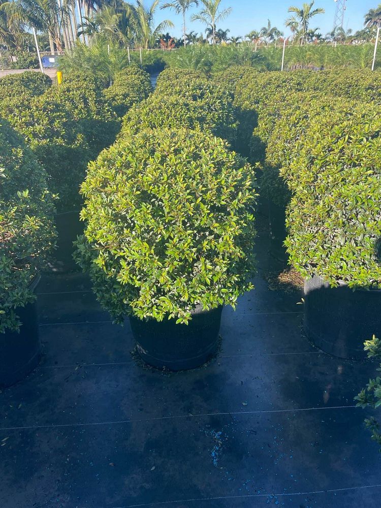 eugenia-compacta-topiary-sphere-globe