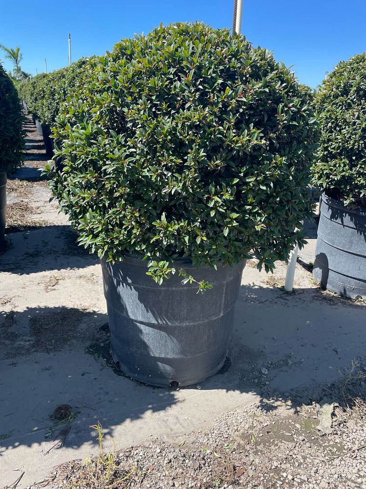 eugenia-compacta-topiary-sphere-globe