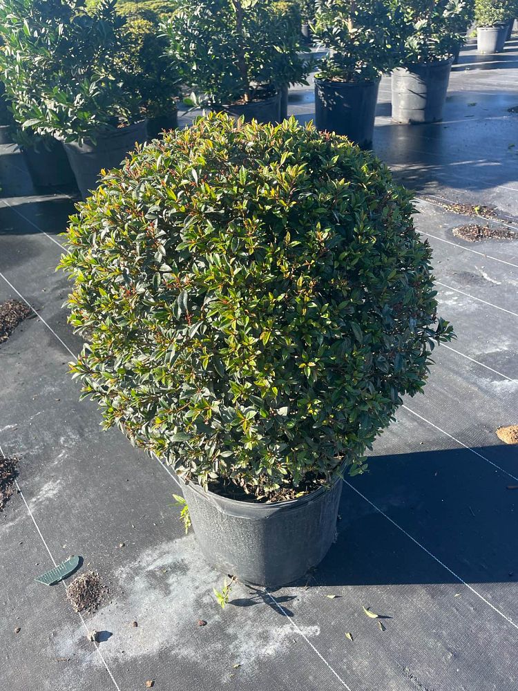 eugenia-compacta-topiary-sphere-globe