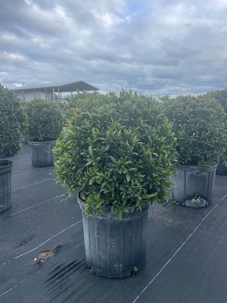 eugenia-compacta-topiary-sphere-globe