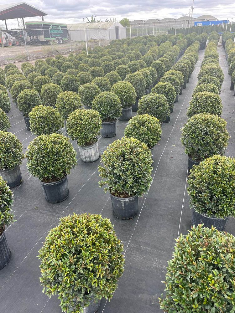 eugenia-compacta-topiary-sphere-globe