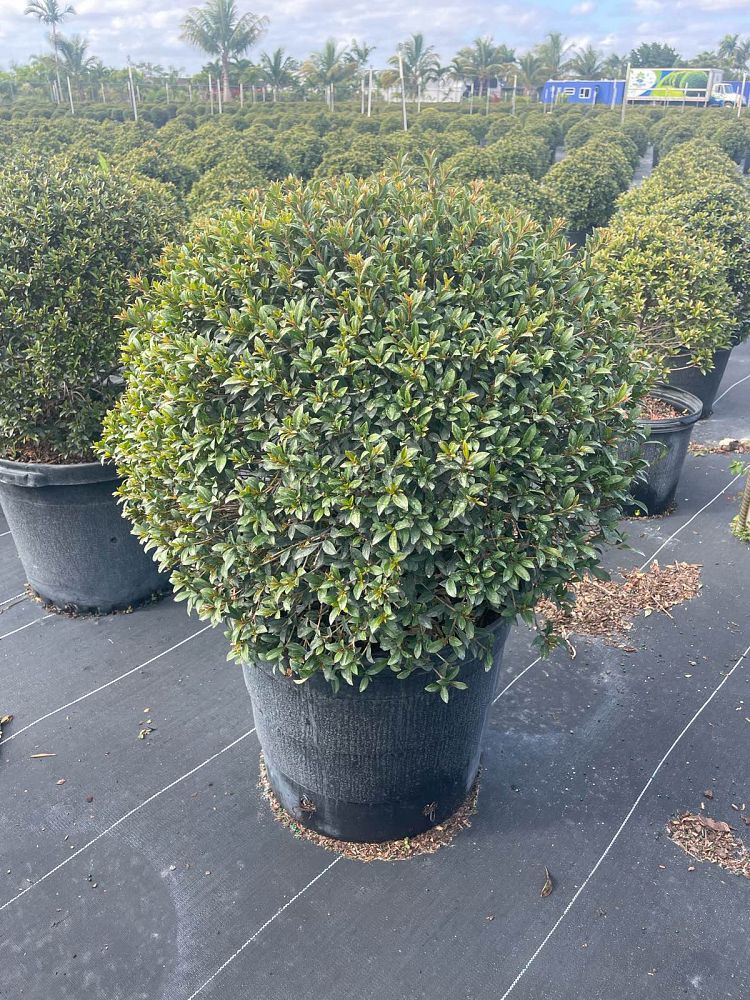 eugenia-compacta-topiary-sphere-globe