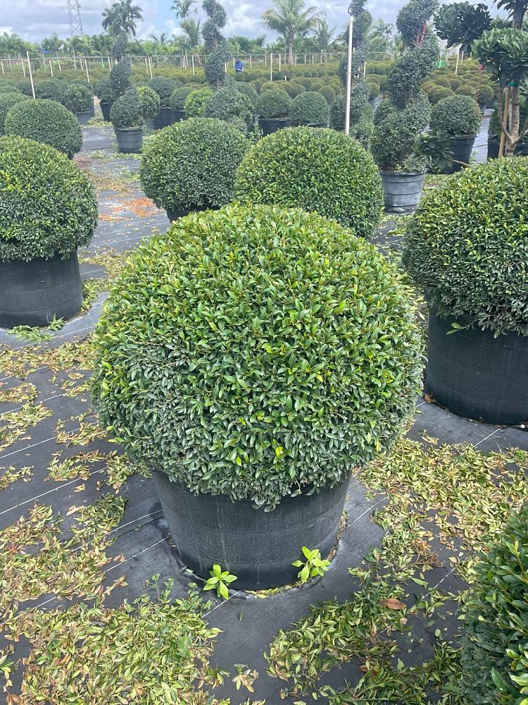 eugenia-compacta-topiary-sphere-globe
