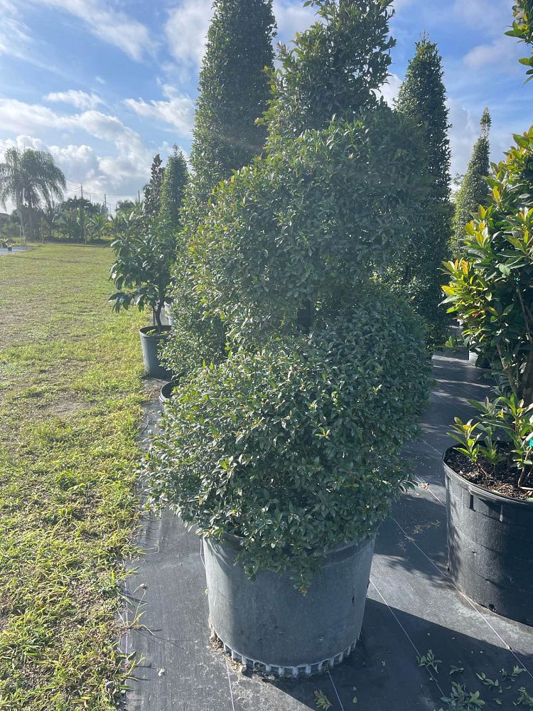eugenia-compacta-topiary-spiral