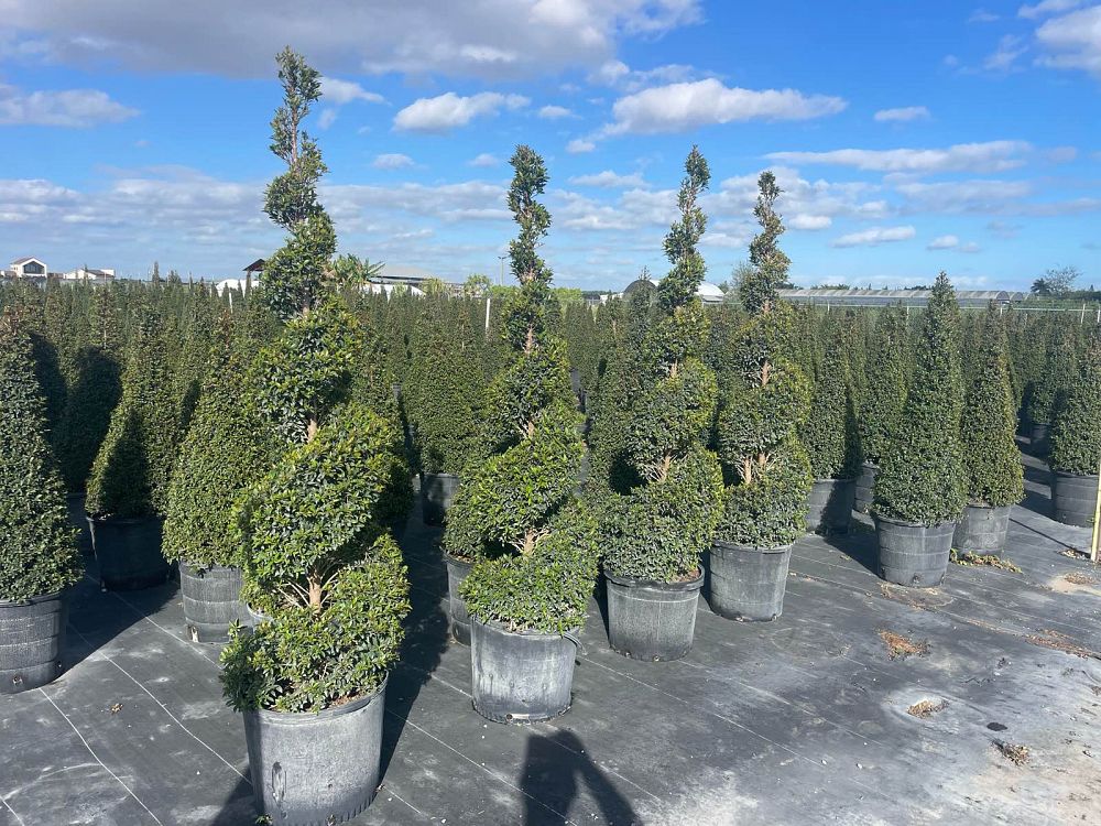 eugenia-compacta-topiary-spiral