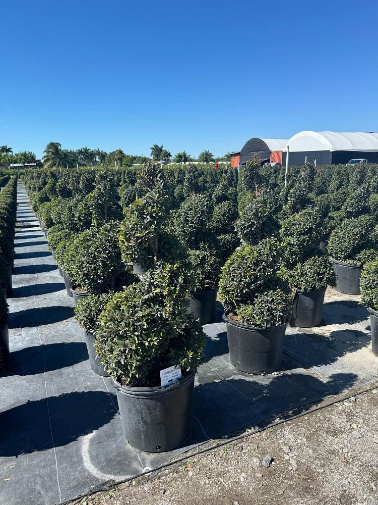 eugenia-compacta-topiary-spiral