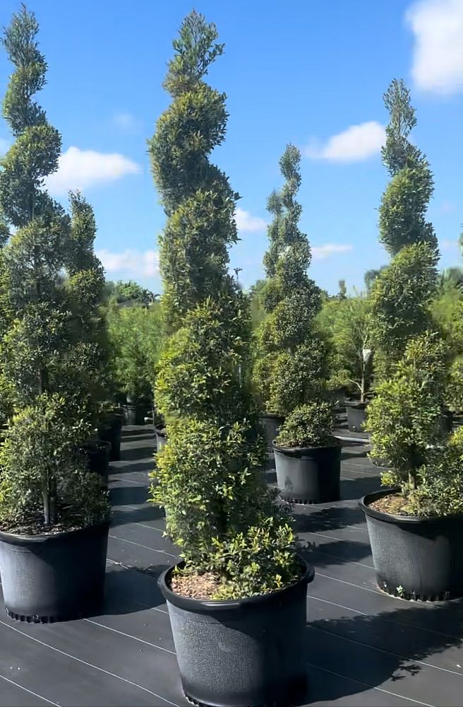 eugenia-compacta-topiary-spiral