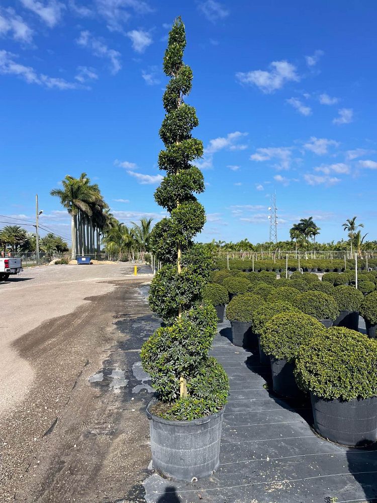 eugenia-compacta-topiary-spiral