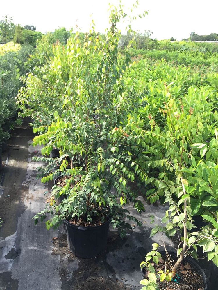 eugenia-confusa-redberry-stopper