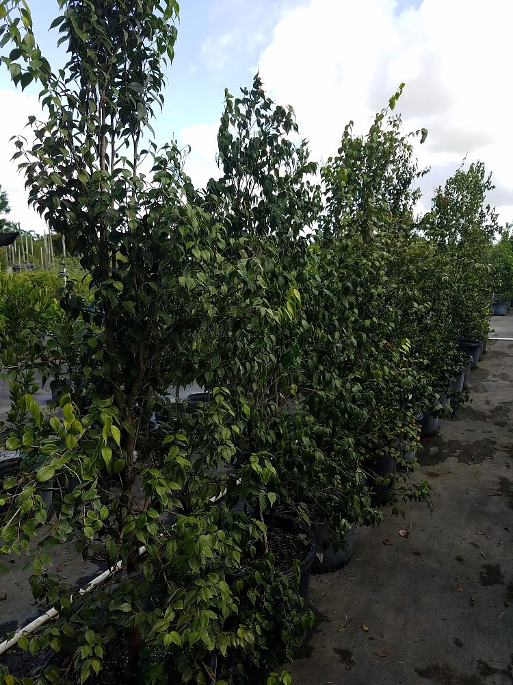 eugenia-confusa-redberry-stopper