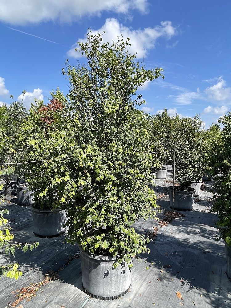 eugenia-confusa-redberry-stopper