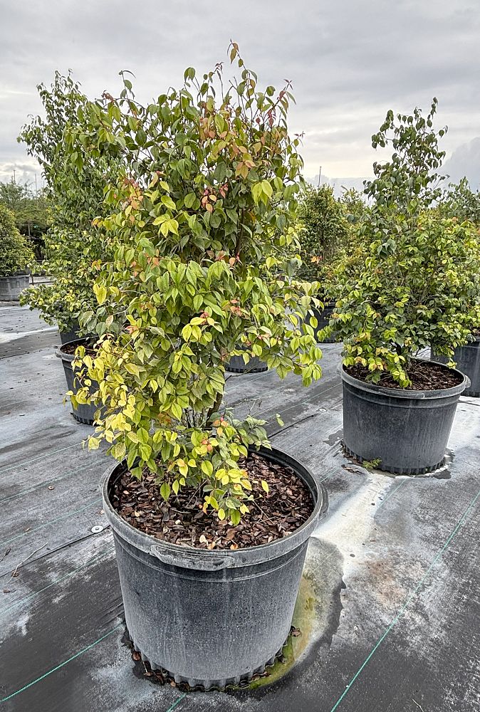 eugenia-confusa-redberry-stopper