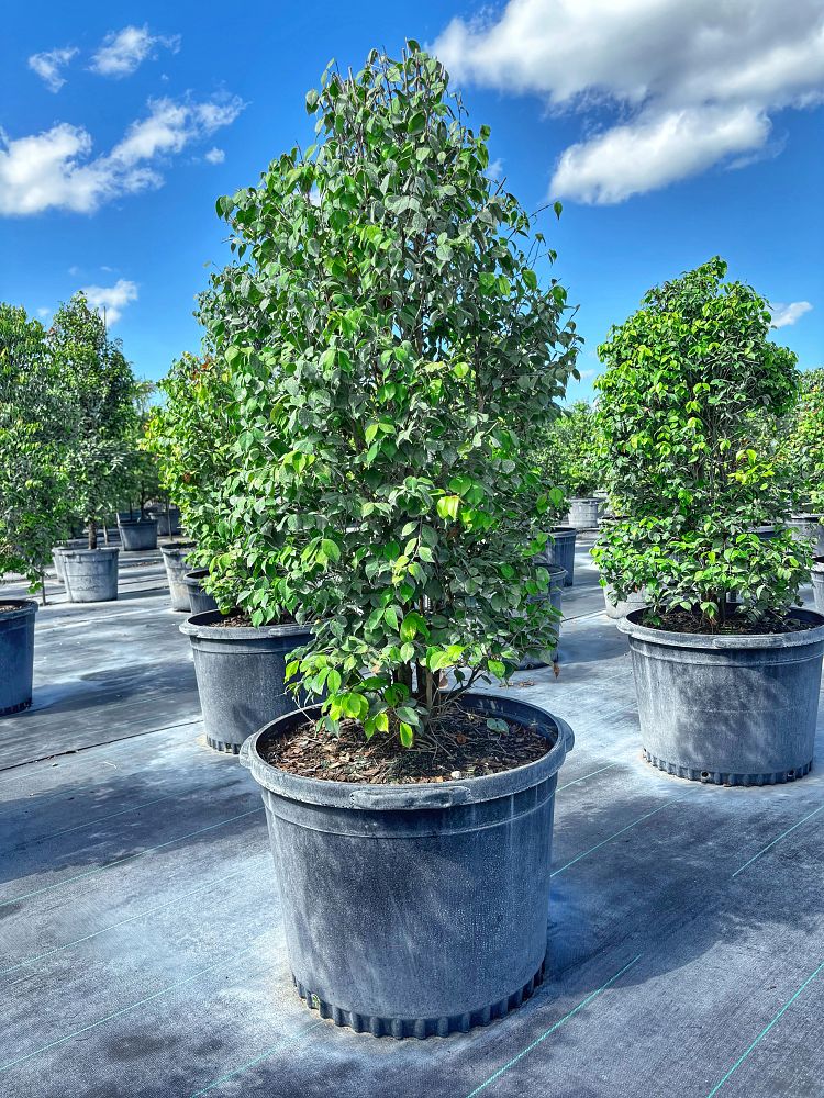 eugenia-confusa-redberry-stopper