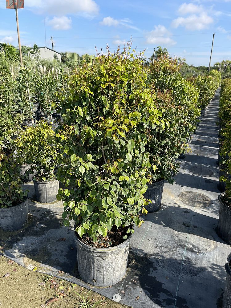eugenia-confusa-redberry-stopper