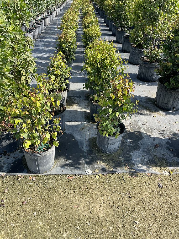 eugenia-confusa-redberry-stopper