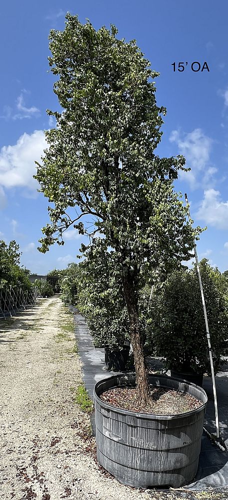 eugenia-confusa-redberry-stopper