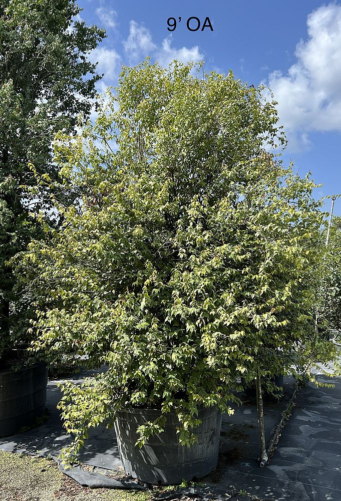 eugenia-confusa-redberry-stopper