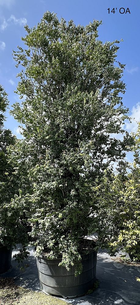 eugenia-confusa-redberry-stopper