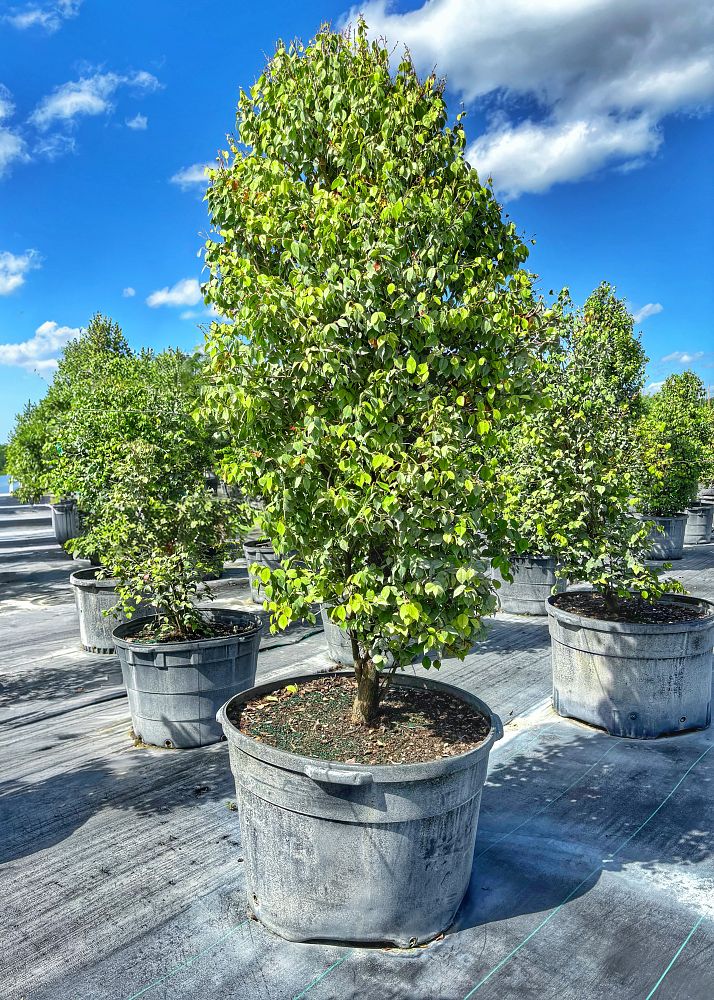 eugenia-confusa-redberry-stopper