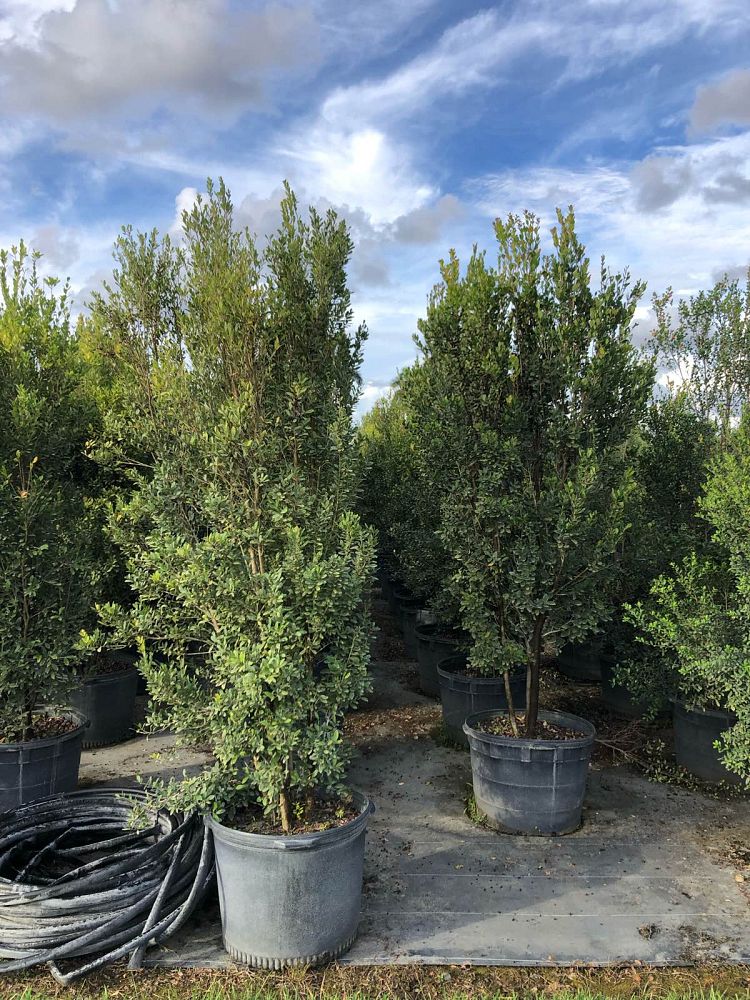 eugenia-foetida-rhombea-spanish-stopper