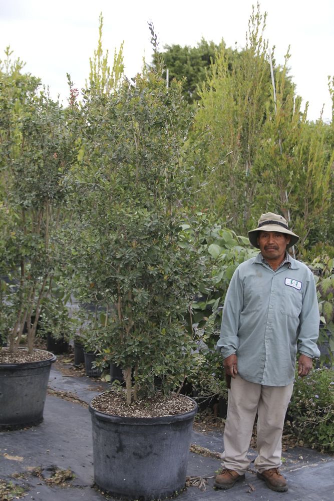 eugenia-foetida-spanish-stopper