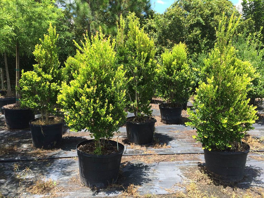 eugenia-foetida-spanish-stopper