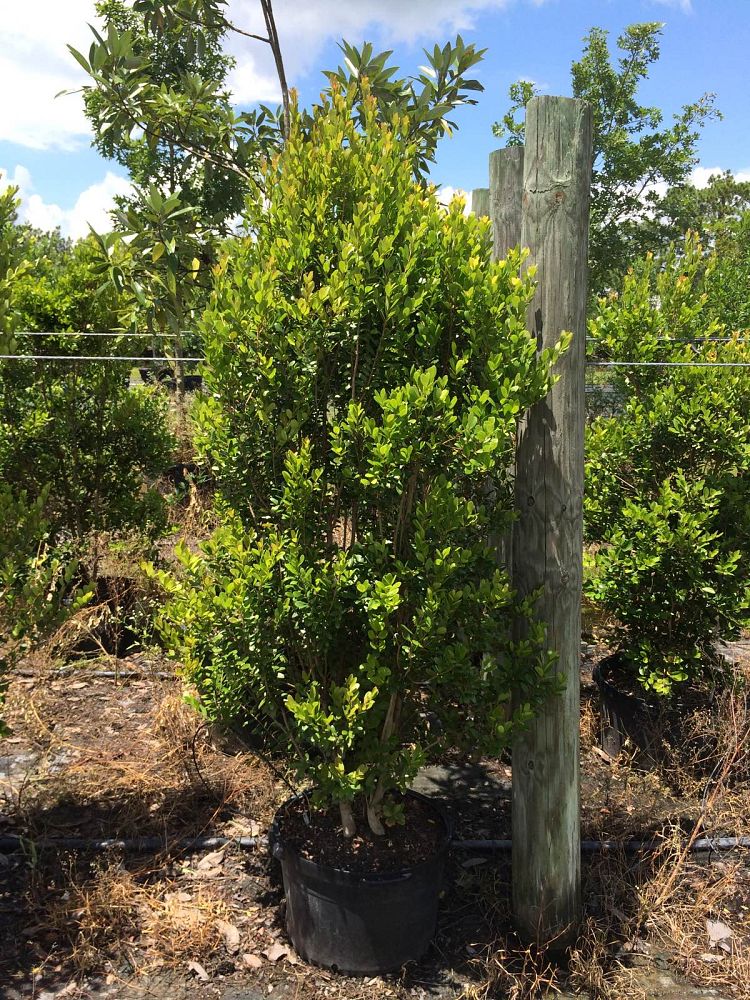 eugenia-foetida-spanish-stopper