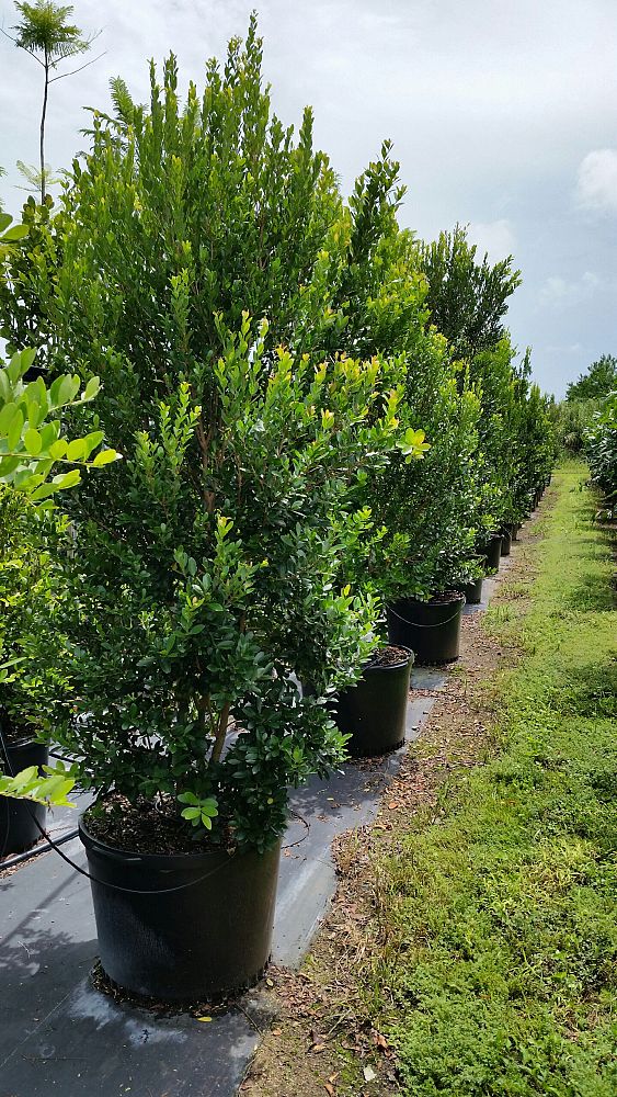 eugenia-foetida-spanish-stopper