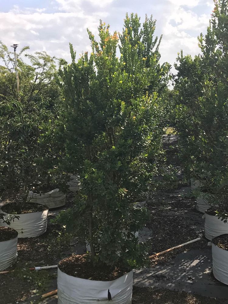 eugenia-foetida-spanish-stopper