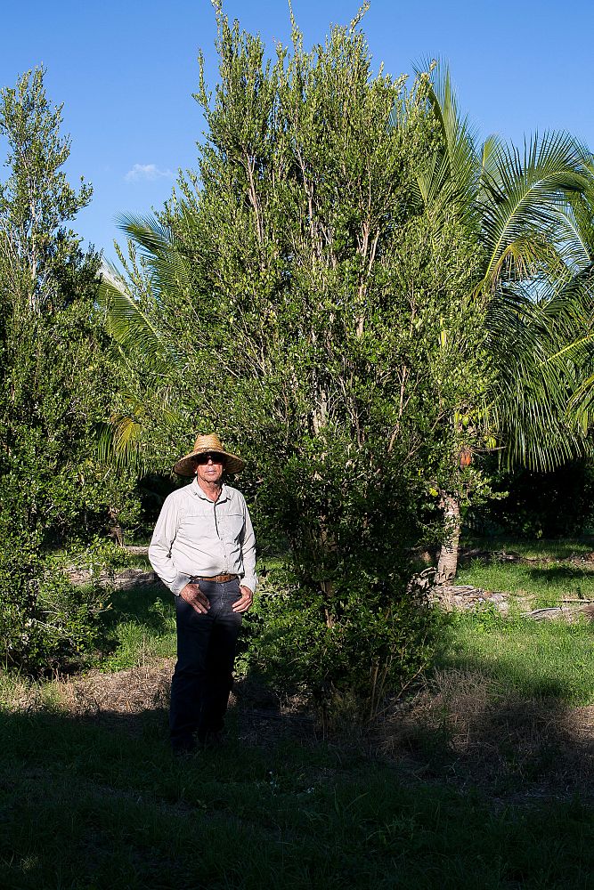 eugenia-foetida-spanish-stopper