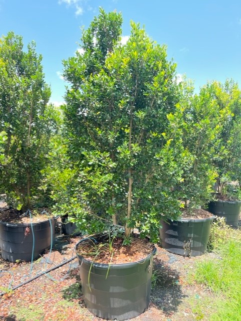 eugenia-foetida-spanish-stopper