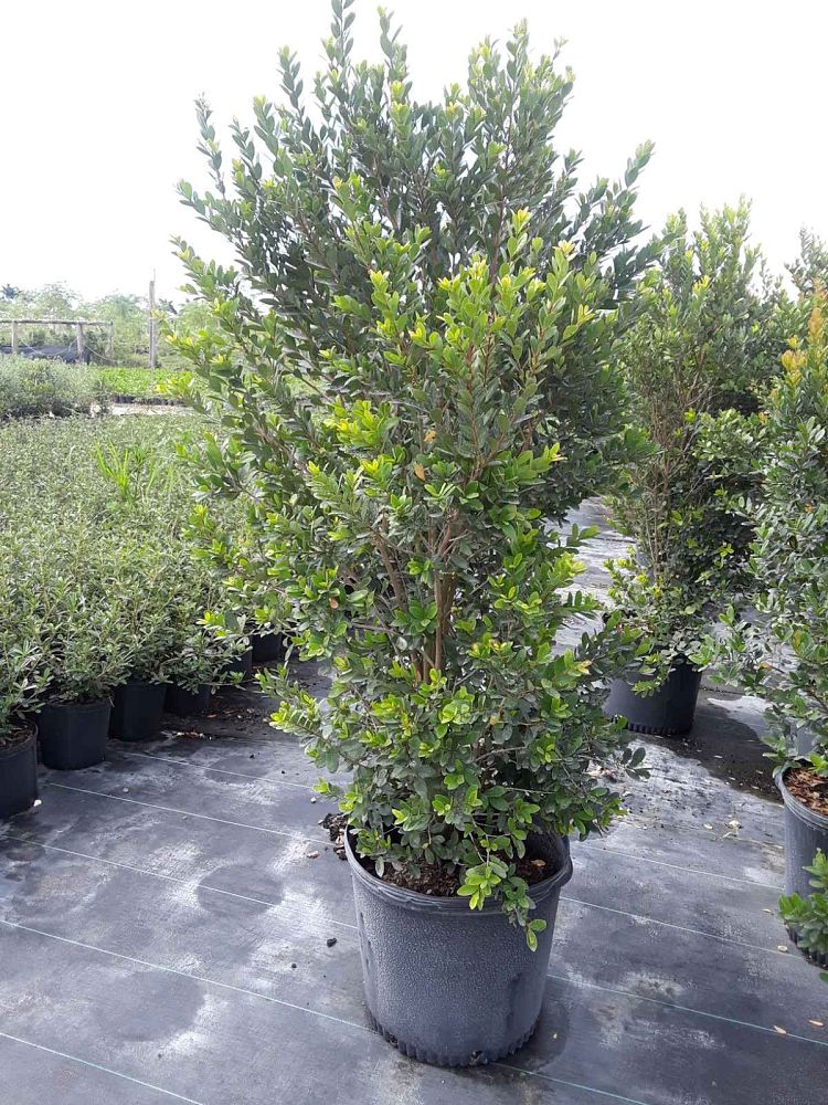 eugenia-foetida-spanish-stopper