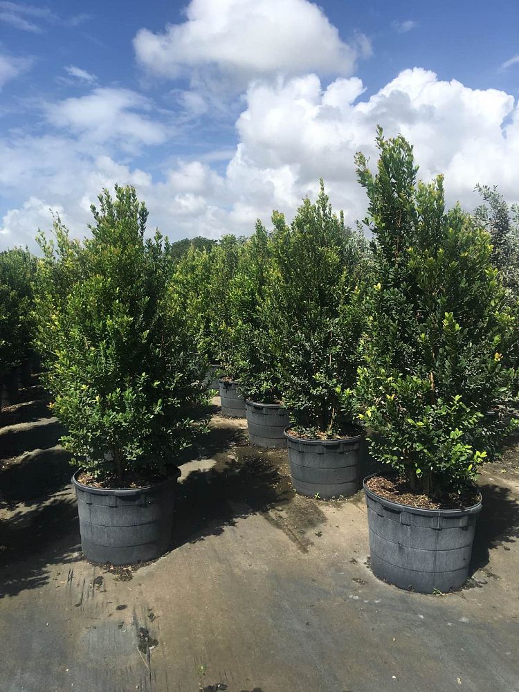 eugenia-foetida-spanish-stopper