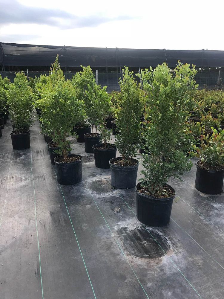 eugenia-foetida-spanish-stopper