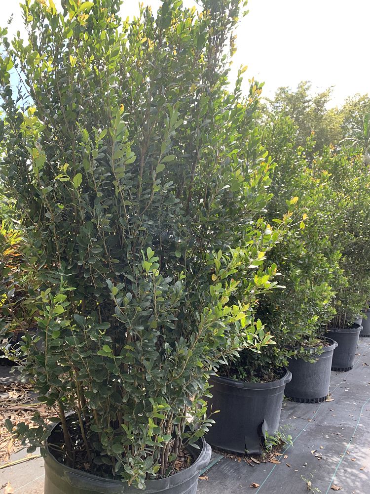 eugenia-foetida-spanish-stopper