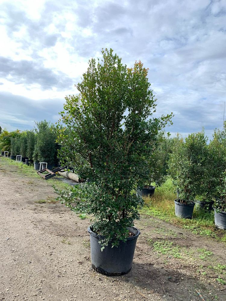 eugenia-foetida-spanish-stopper